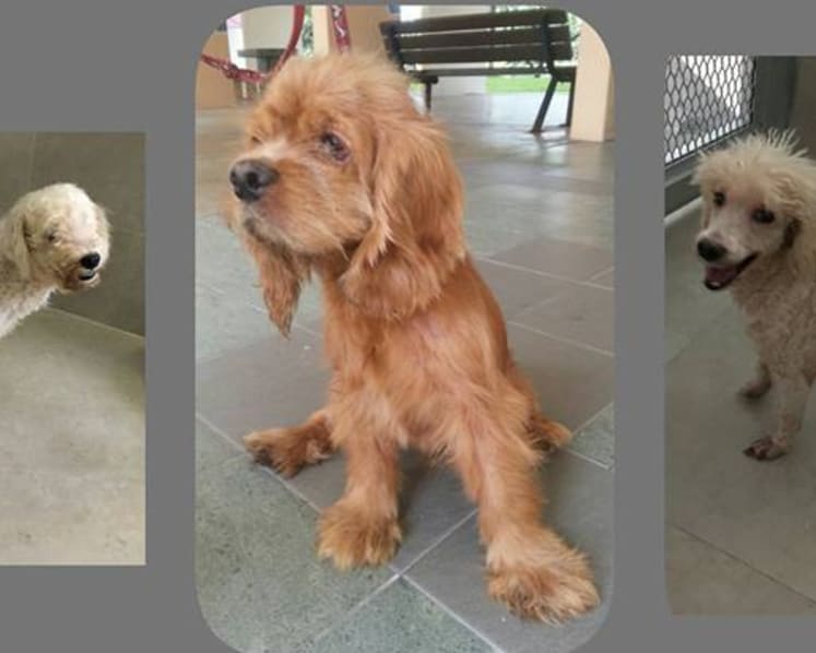 18 dogs found abandoned across island, AVA investigating