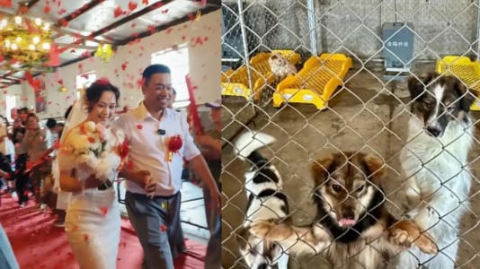 Chinese Couple Gets Married At Dog Shelter With Over 200 Dogs As Wedding Guests