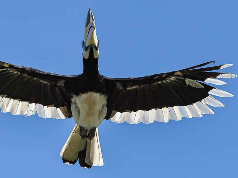 IN FOCUS: How urbanised Singapore is learning to live with its wildlife