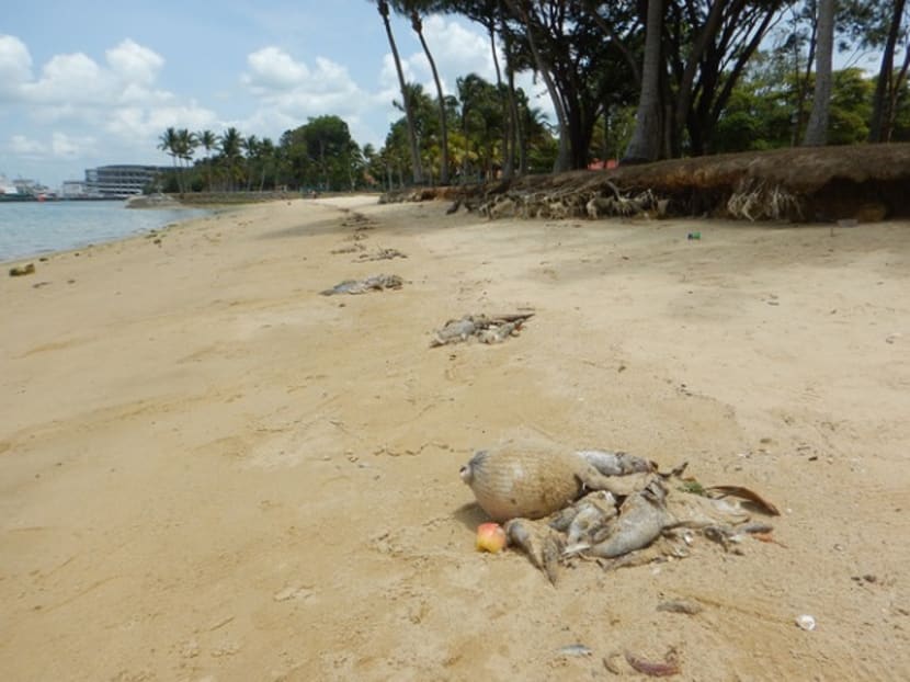 Up to 600 tonnes of fish lost to algal bloom: AVA