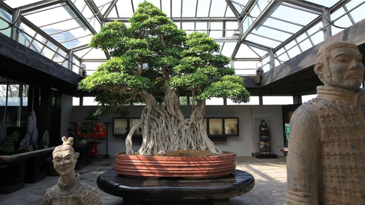 US$1.3 million for a tree in a pot: What accounts for the beauty of bonsai?  - CNA Luxury