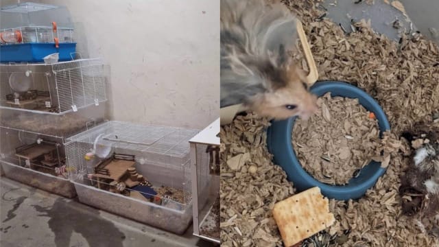 或死或缺水缺食 仓鼠被弃养组屋公共区域？ 