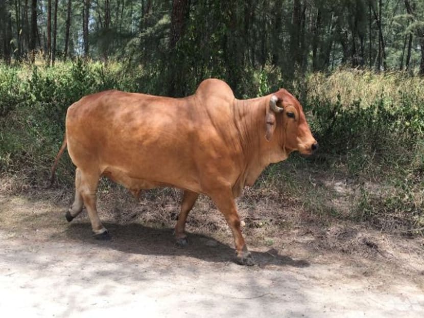 Coney Island cow. Photo: Lianne Chia via Channel NewsAsia