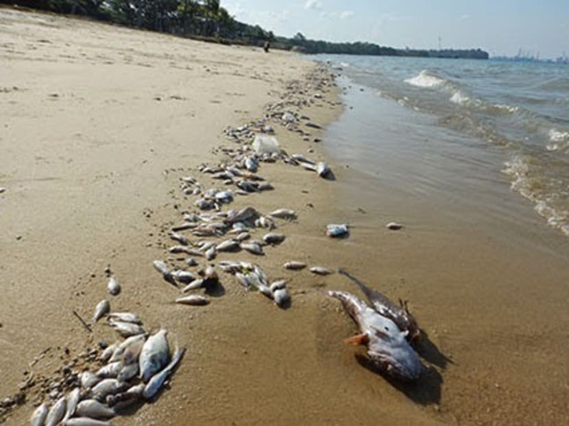 Piles of dead fish at Pasir Ris beach