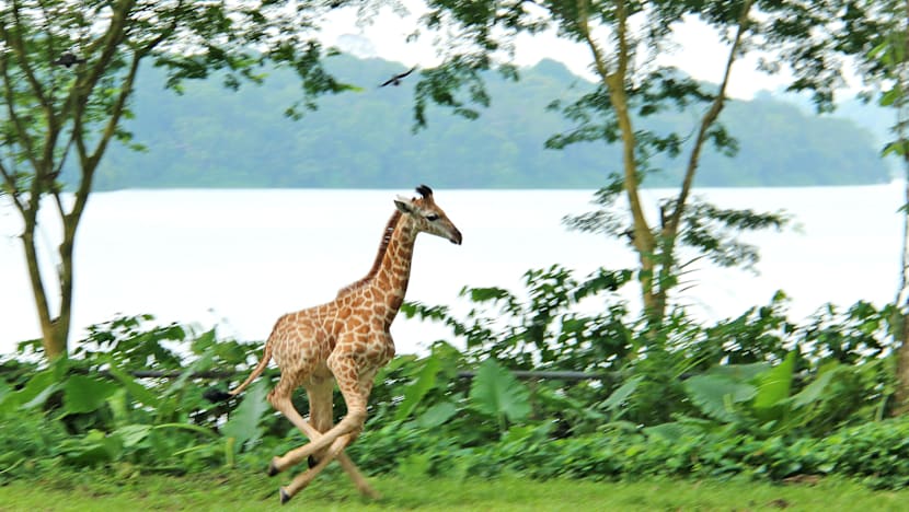 First giraffe calf in 28 years born at Singapore Zoo