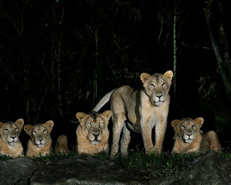 4 Asiatic lions at Night Safari test positive for Covid-19 after exposure to infected staff