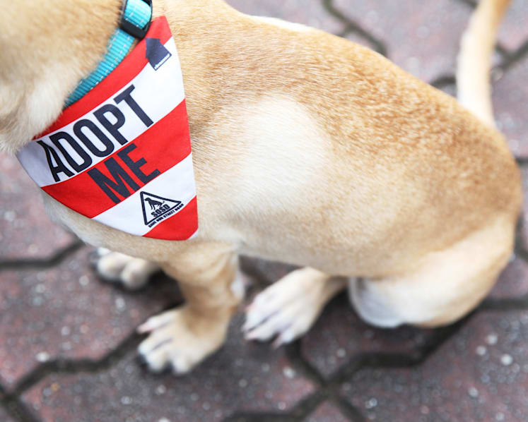 SOSD hopes UberPUPPIES will dispel misconceptions about street dogs