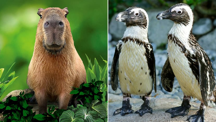 Get Up Close With Zoo & Bird Park Animals In Virtual Sessions That Cost $50 Or More