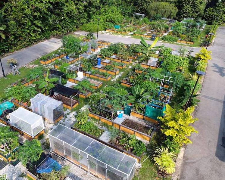 Commentary: Singaporeans are proving you can grow your vegetables and eat them too