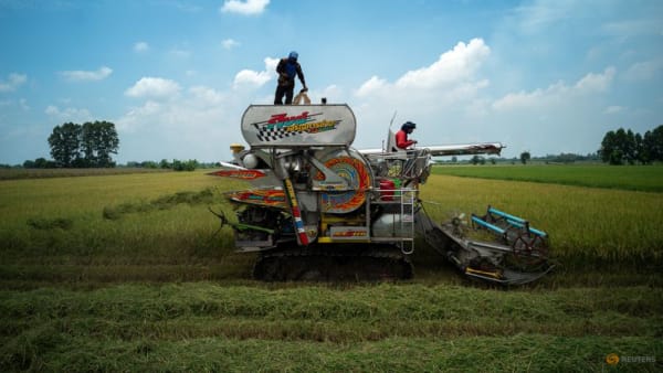 Thai first-quarter rice exports fall 30% annually - Channel News Asia (Picture 2)