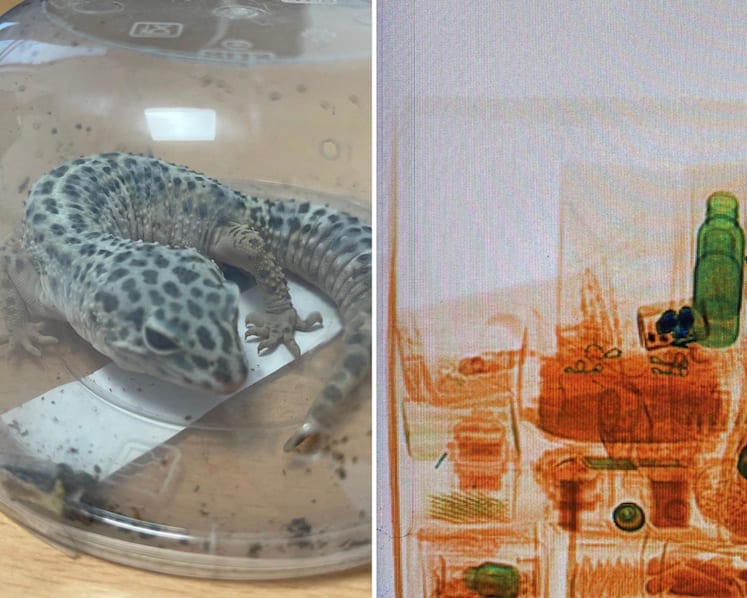 ICA foils smuggling attempt of live leopard gecko at Changi Airfreight Centre