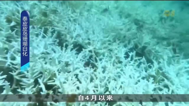 泰国海域珊瑚白化现象严峻 皮皮岛国家公园多个区域本月30日起关闭