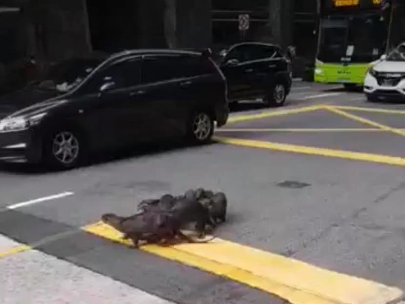 Otter interest group Ottercity published a video on Facebook showing six otters —  three adults and three pups —  stuck in the middle of traffic along Anson Road.