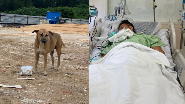 昏迷前叮嘱妻子喂食流浪狗 爱狗人士肝衰竭急寻捐肝者 