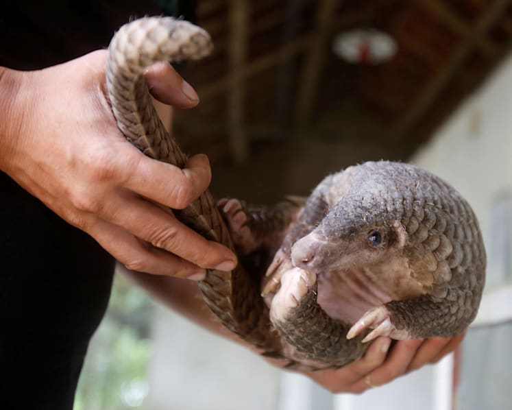Record seizures of pangolin scales: Smugglers ‘exploiting Singapore’s efficient ports’