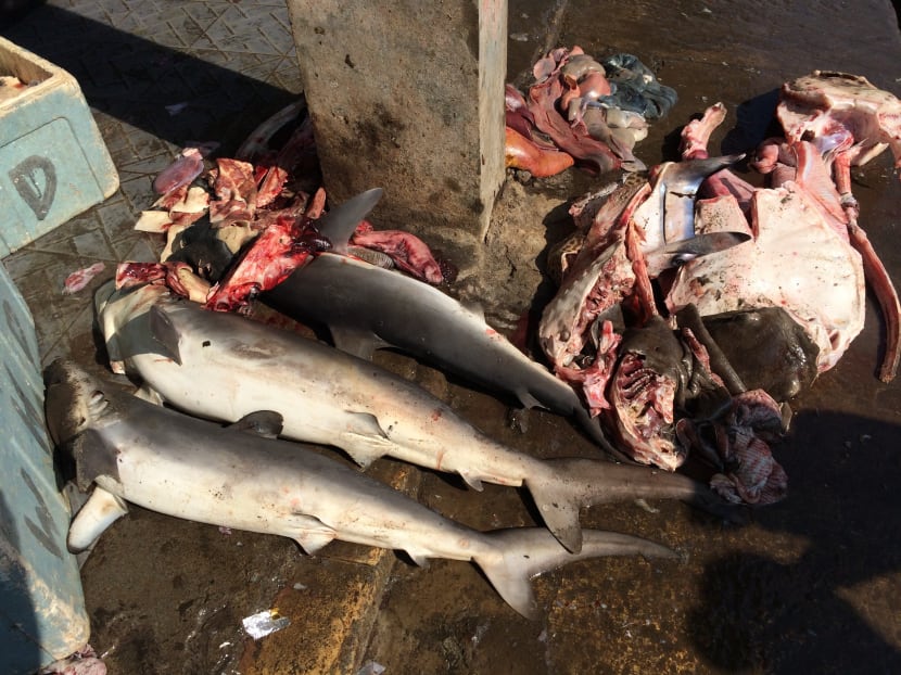 How one S’porean is caring for sharks by caring for fishermen