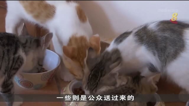 国际猫咪日 希腊野猫收容所呼吁扩大结扎和饲养计划