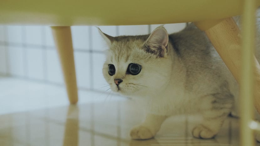 Man fined for selling kitten from home without licence; claimed S$1,850 sale price was adoption fee