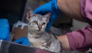 Jakarta to roll out mobile vet services to plug pet healthcare gaps 