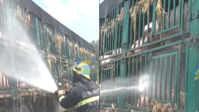 山东货车爆胎185头活猪中暑 出动消防队到场“救猪”