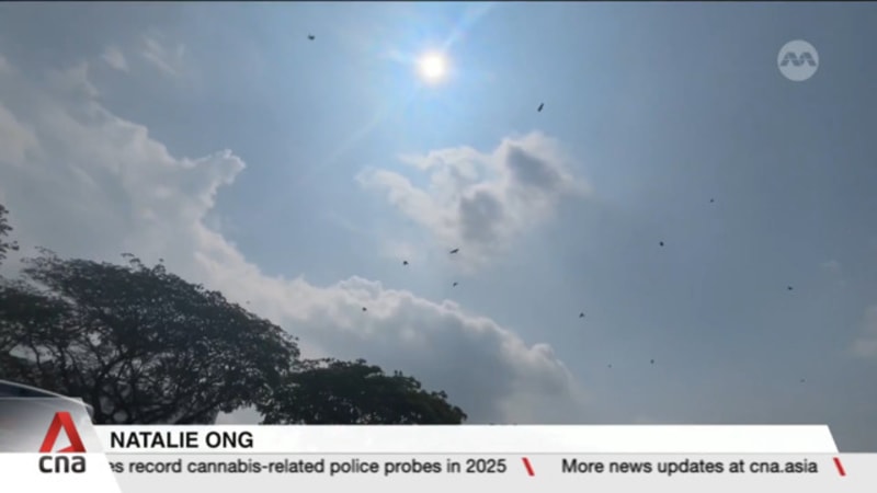 Robotic decoys used in crow shooting in latest efforts to curb its population