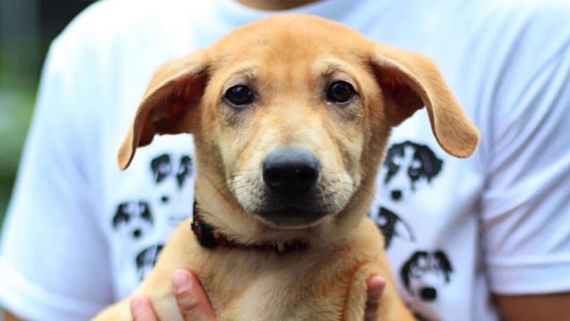 Animal group sues dog owner over alleged euthanising of pet in ‘outrageous’ breach of adoption deal