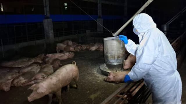 台湾猪瘟爆兽医“无照误诊”  猪农自行注射旧疫苗酿祸