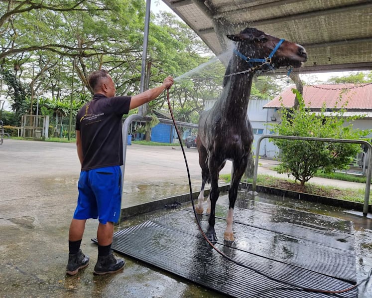 Jockeys, stable hands at Turf Club face uncertain future with end of horse racing in Singapore