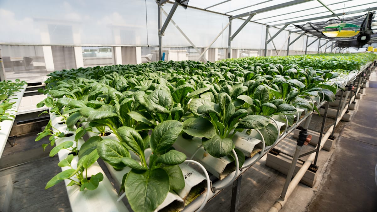 Singapore replaces ’30 by 30′ food sustainability goal with targets for specific food categories