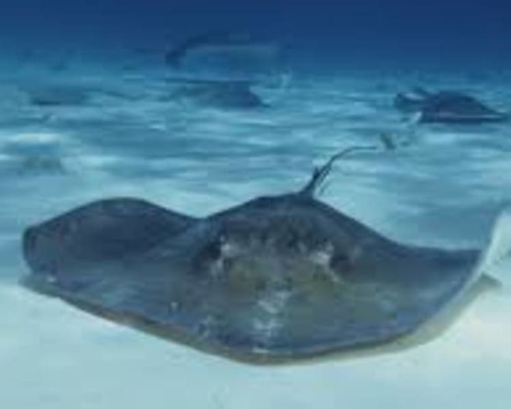 Man jailed for stealing stingray, threatening to leak ex-girlfriend's nude photos