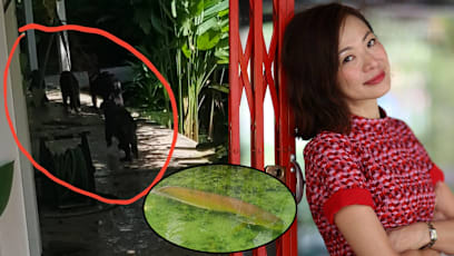 Former Actress Jazreel Low Doesn’t Want The Otters That Ate Over 100 Of Her Fishes To Be Culled; Says It’s “Not The Right Way Out”