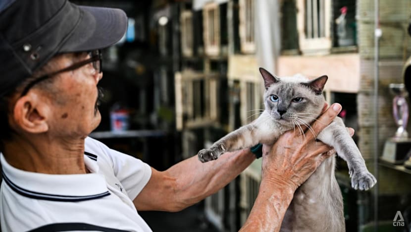 Thailand tetapkan 5 kucing ras jadi peliharaan nasional, tapi apakah nasib mereka akan lebih baik?