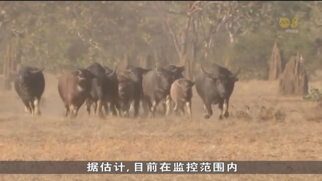 澳洲森林保护人员借助卫星系统 监控野生动物