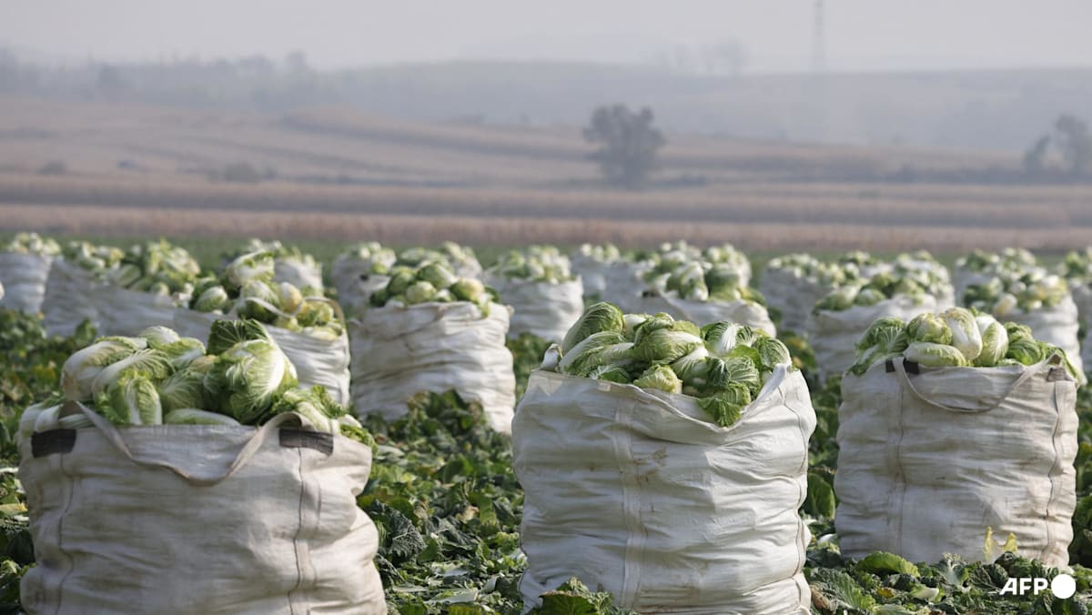 SFA Increases Checks on Chinese Cabbage Over Formaldehyde Concerns