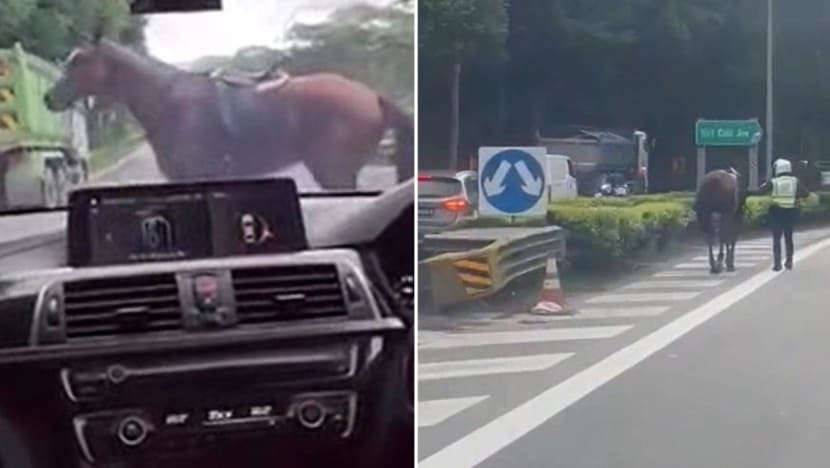 Horse seen galloping on BKE safely returned Horse seen galloping on BKE safely returned