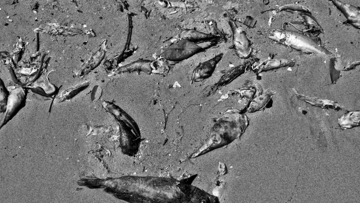 The science behind the fish deaths - CNA