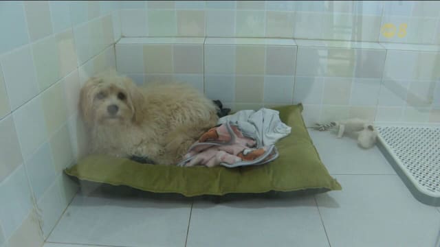 宠物酒店年底需求旺 业者：预订爆满但寄宿时间缩短