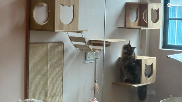 政府允许组屋住户养猫后 更多宠物主人为猫咪买保险