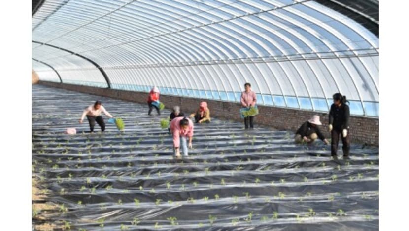 From Coal Mining to Agriculture: An Ecological Initiative at a Chinese Coal Mine