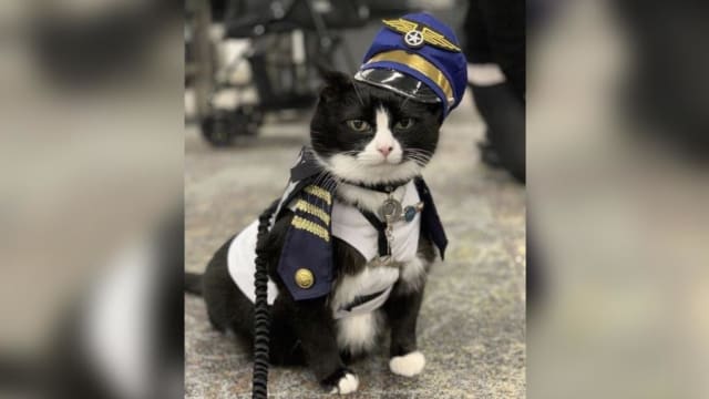 流浪猫逆袭！在机场当“治愈师”助人缓解旅行焦虑