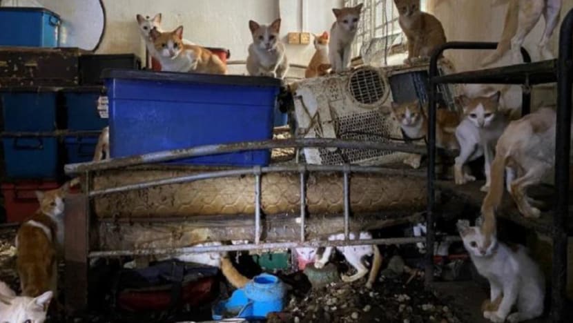 Man gets 20 days' jail for neglecting 43 cats in flat without food, water in NParks' biggest animal cruelty case Man gets 20 days' jail for neglecting 43 cats in flat without food, water in NParks' biggest animal cruelty case