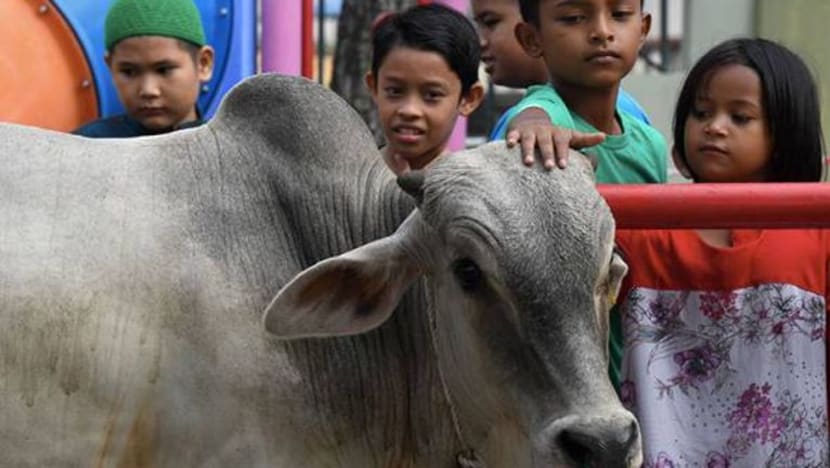 Lembu sado satu tan dikorbankan sempena Aidiladha