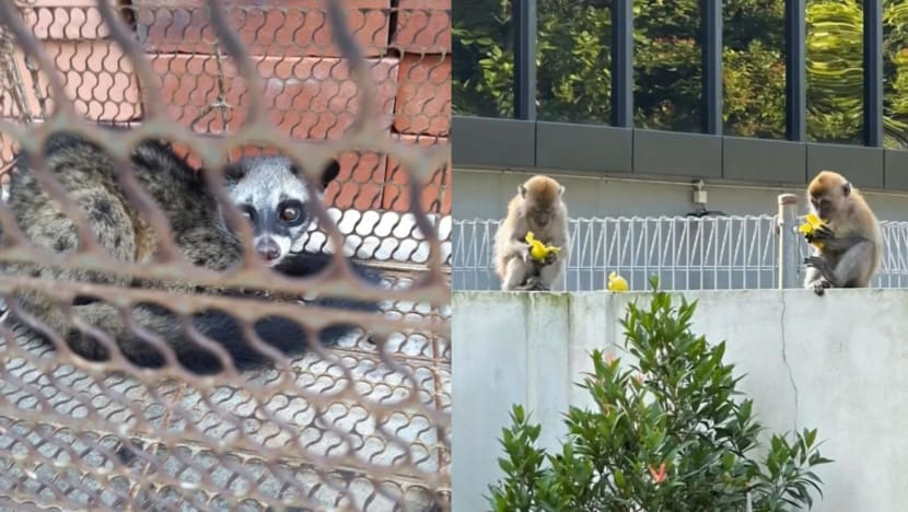 Wildlife management firms report rise in cases of animals entering urban areas in 2024 Wildlife management firms report rise in cases of animals entering urban areas in 2024