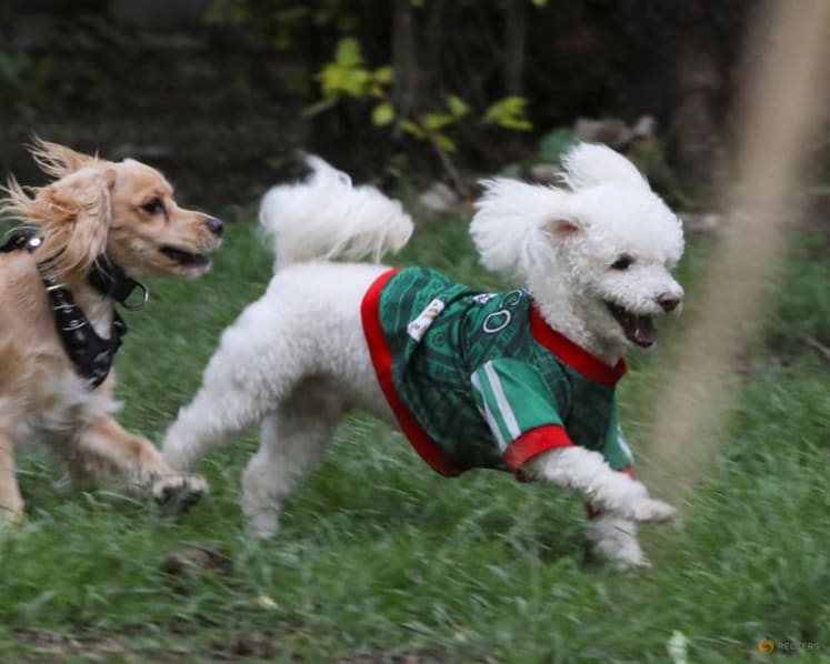 In Mexico, World Cup jerseys fit all shapes, sizes - and species