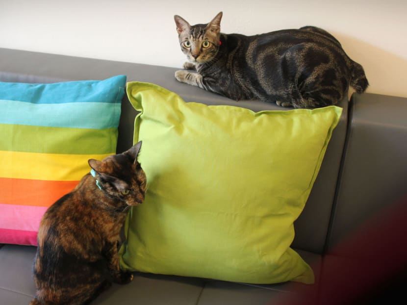 Commentary: Cat owners, here’s why your pets need preventive care more than you think