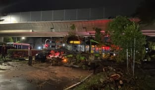CNA Explains: Are falling trees a problem and what can be done about them?