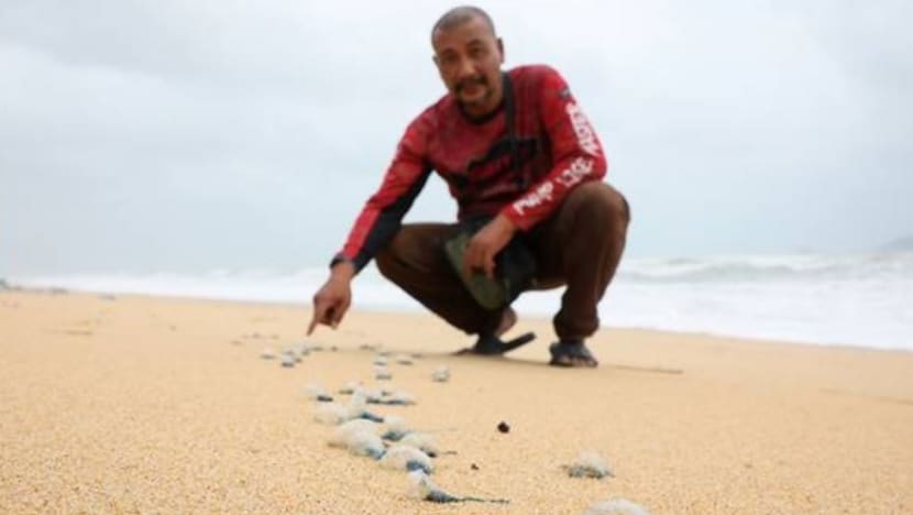 Orang ramai dinasihat waspada kehadiran ubur-ubur api di pantai Terengganu