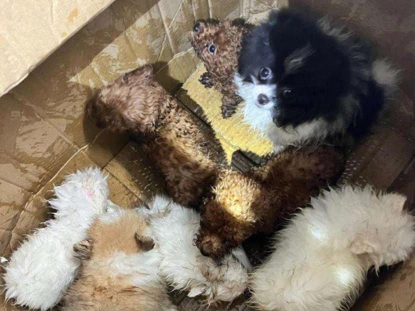The puppies found in the modified fuel tank under the rear passenger seat of Lam Ji Xiao’s vehicle. The puppies found in the modified fuel tank under the rear passenger seat of Lam Ji Xiao’s vehicle.