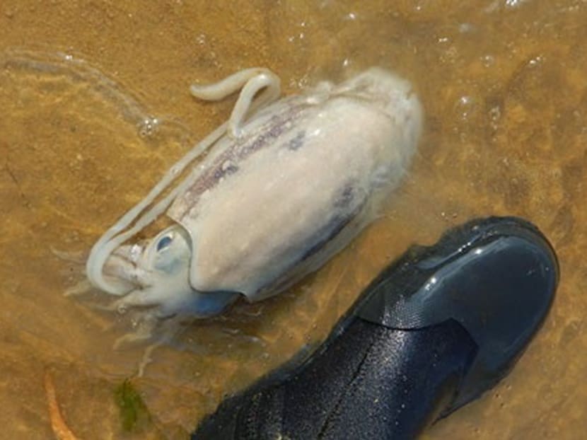 Piles of dead fish at Pasir Ris beach