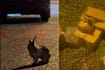 23 Rabbits Allegedly Abandoned At Seletar Farmway; 3 Newborns Have Died